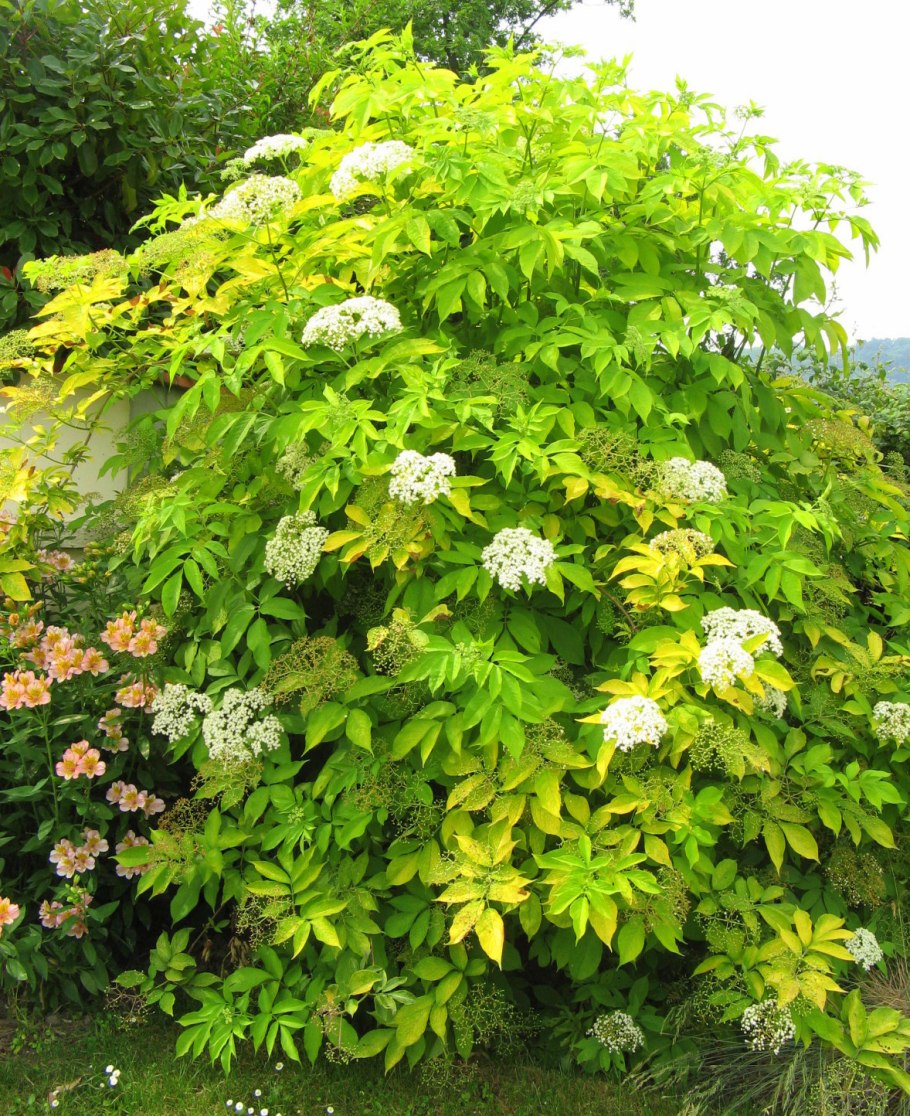 Бузина канадская «Aurea»