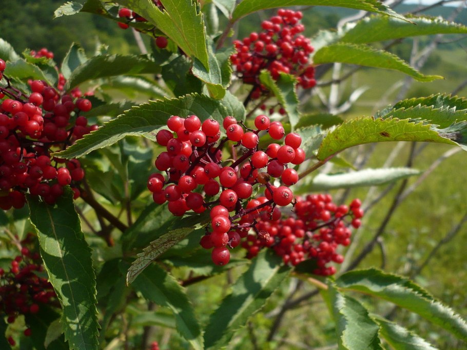 Бузина красная Sambucus