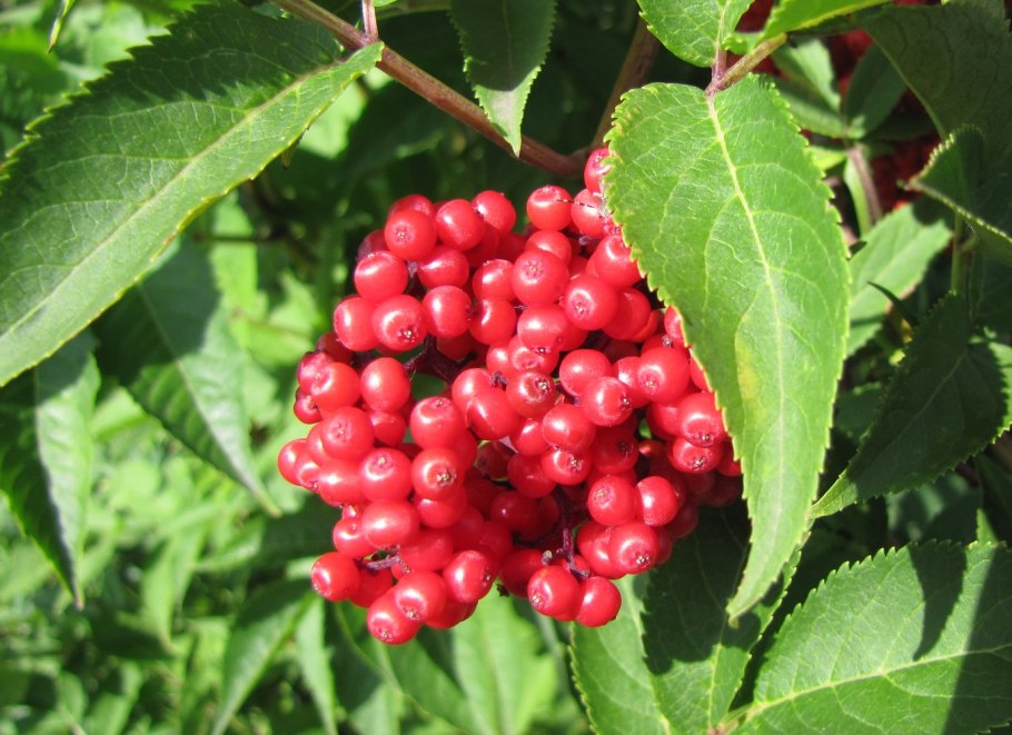 Бузина красная Sambucus