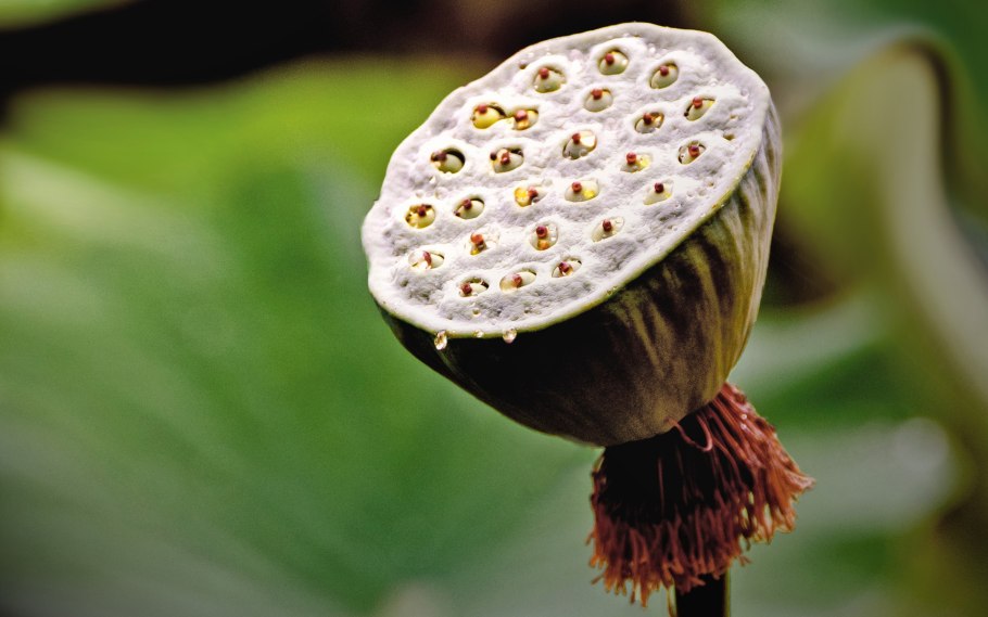 Семена лотоса съедобные