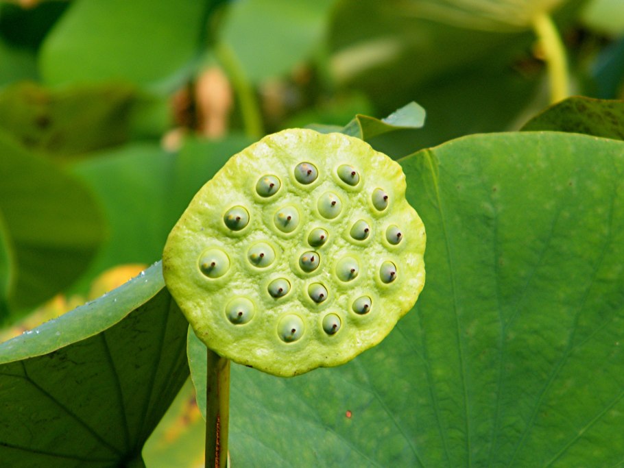 Трипофобия цветок лотоса