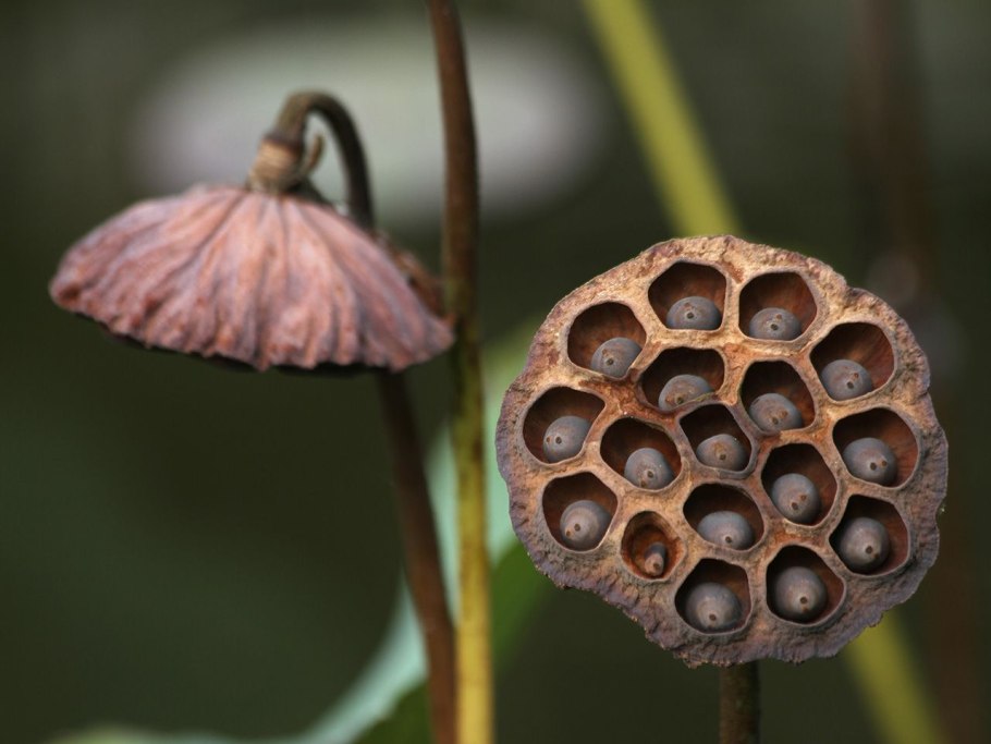 Трипофобия Лотос трипофобия Лотос