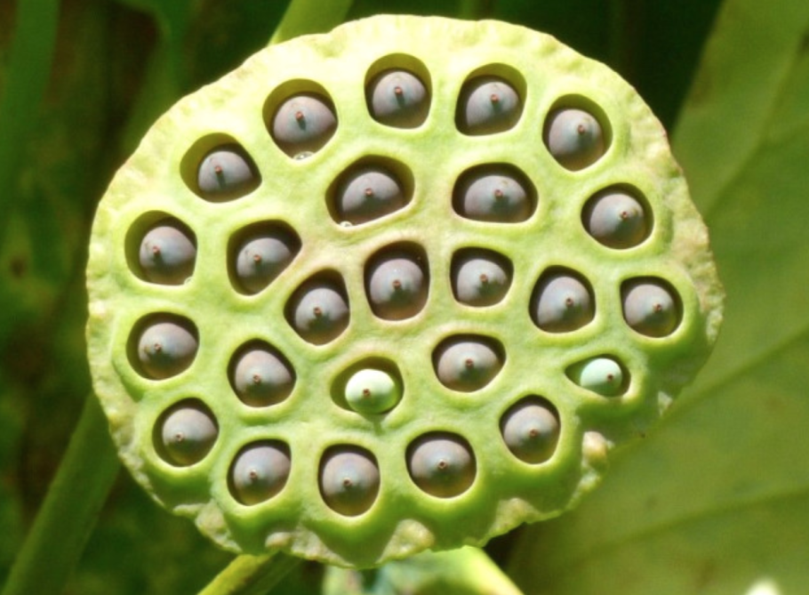 Стручок лотоса