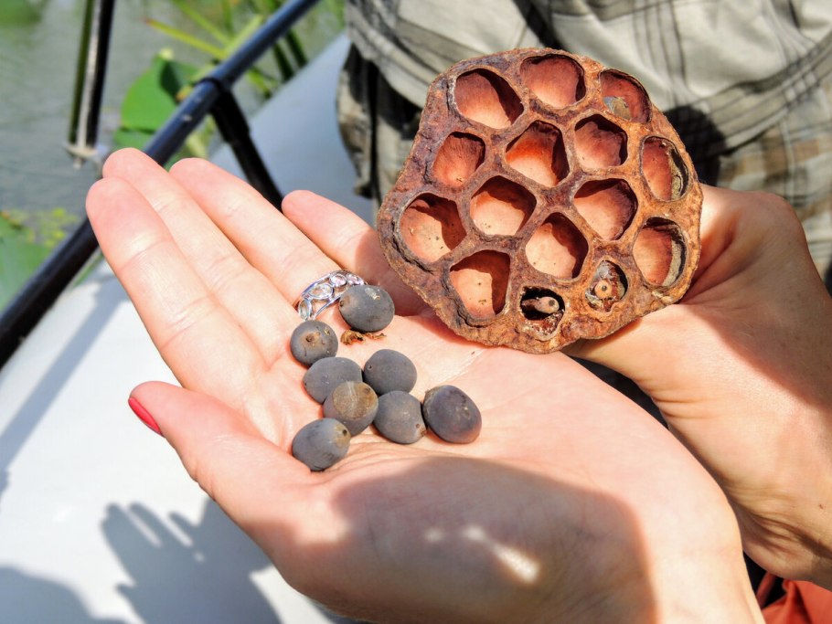 Стручок лотоса