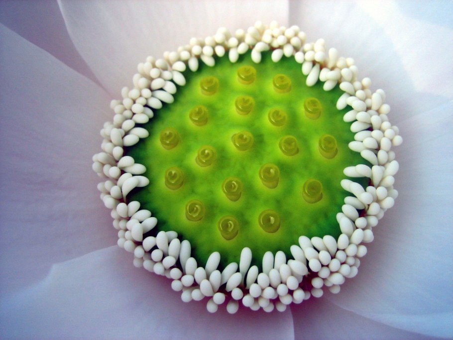 Трипофобия Лотос трипофобия Лотос