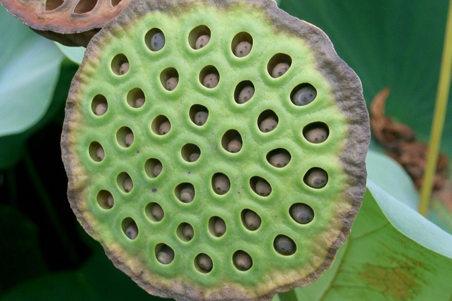 Трипофобия цветок лотоса