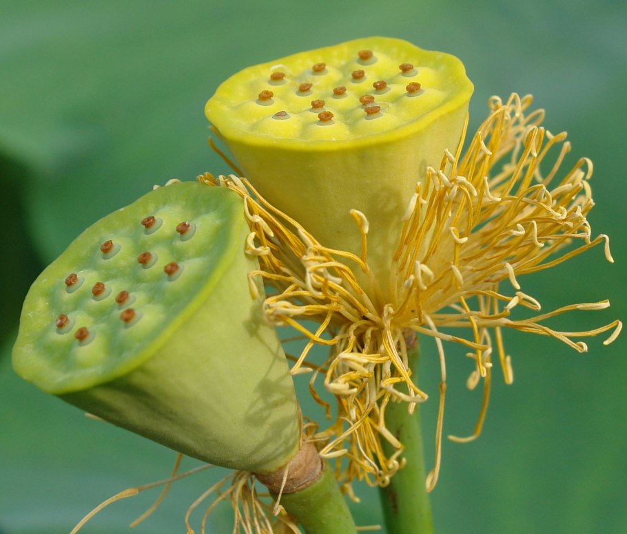 Лотос орехоносный семена