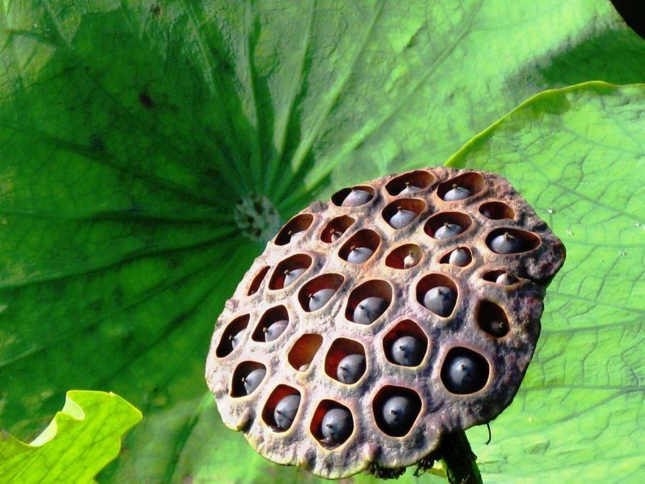 Лотос цветок плоды