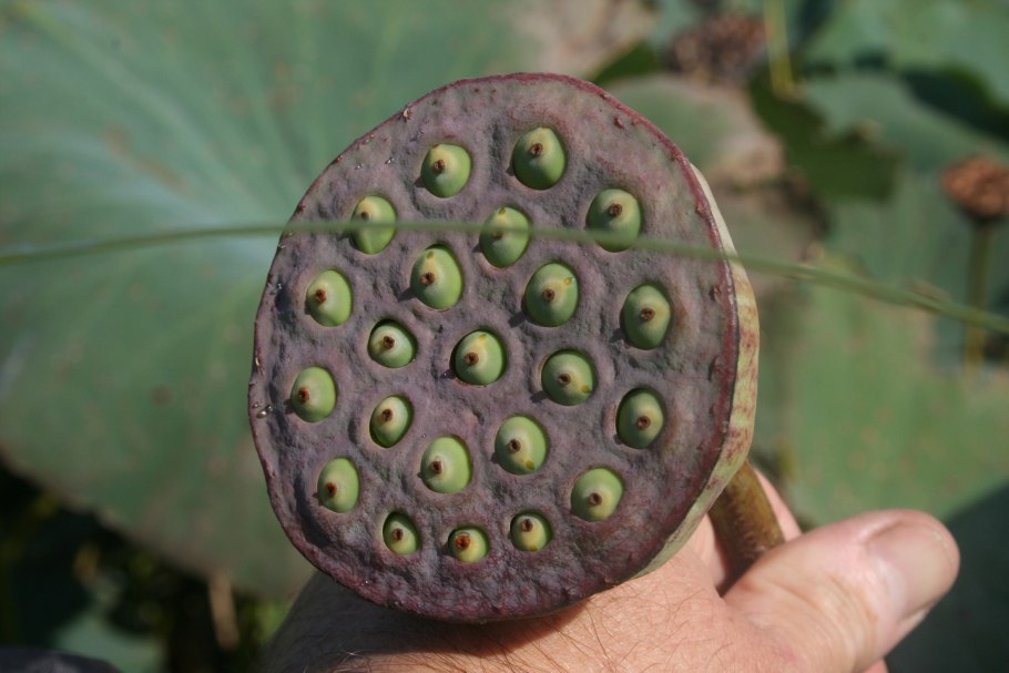 Трипофобия Лотос орехоносный