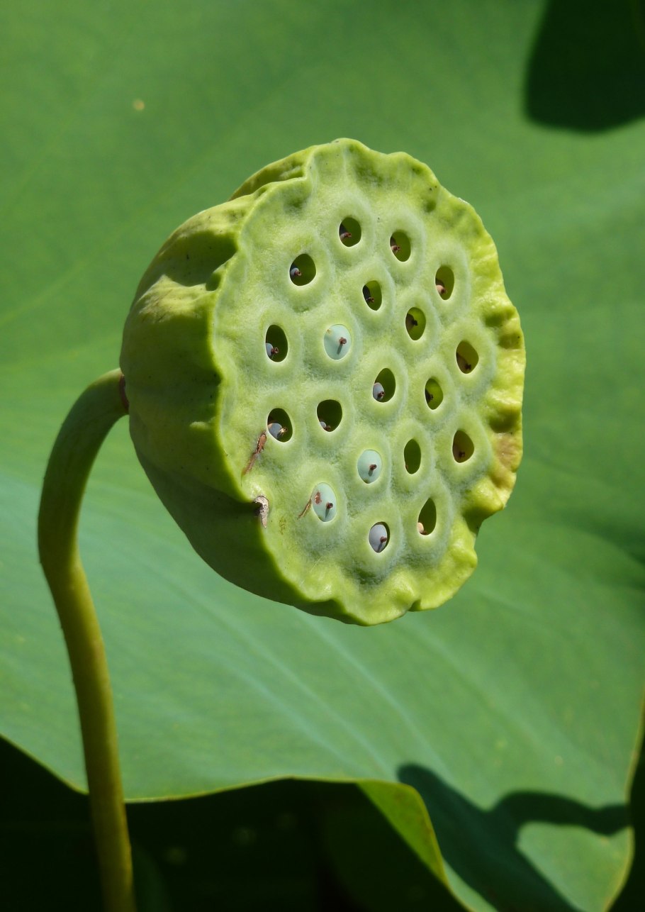 Цветок лотоса семена