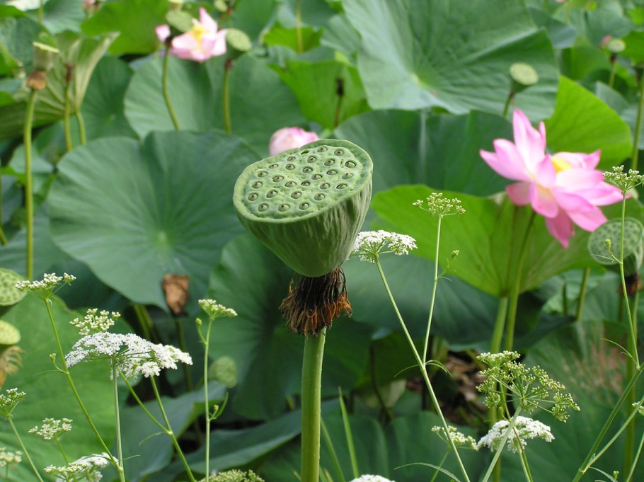 Цветок лотоса семена