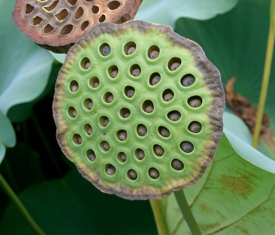 Лотос орехоносный семена