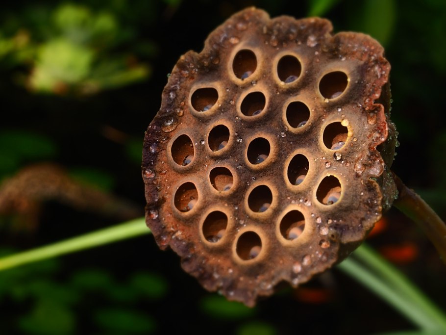 Плоды лотоса коробочка