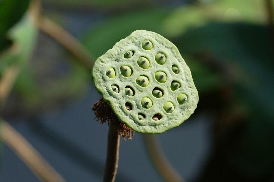 Лотос орехоносный семена