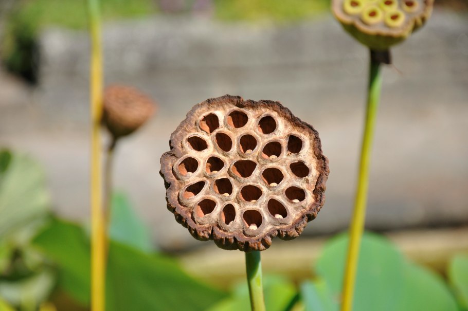 Лотос орехоносный семена