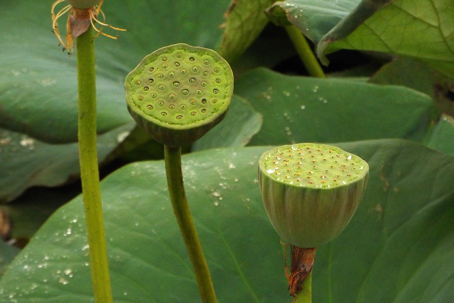 Лотос орехоносный семена