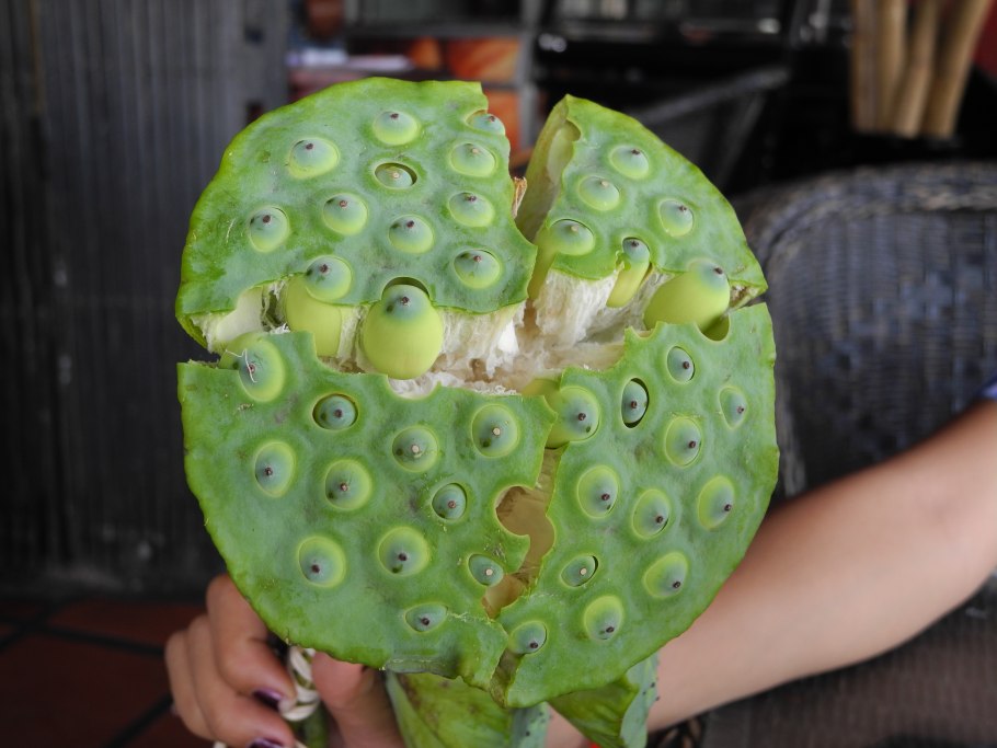 Лотос орехоносный коробочка