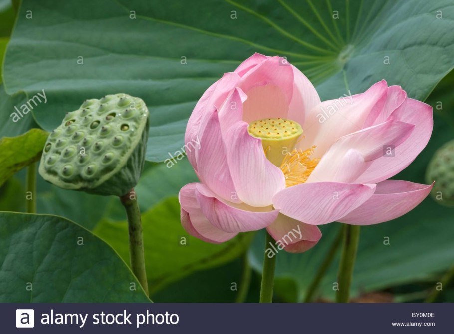 Чашечка лотоса