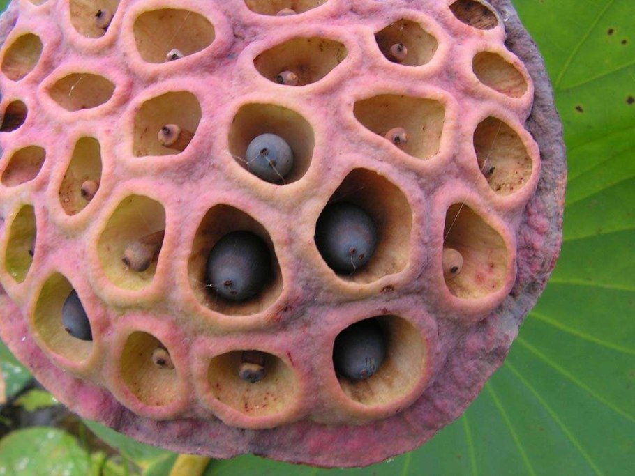 Лотос орехоносный фиолетовый