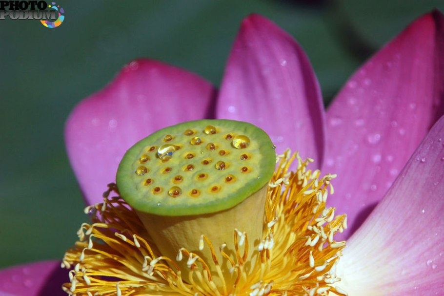 Трипофобия цветок лотоса