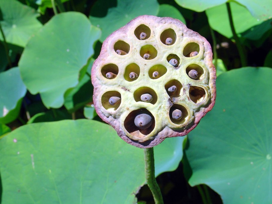 Трипофобия цветок лотоса