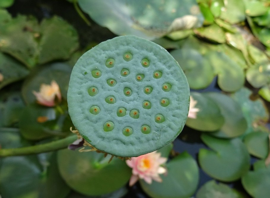 Лотос нелюмбо сухоцвет