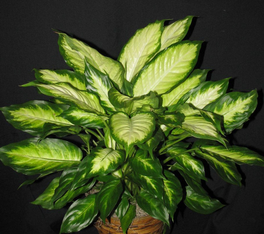 Диффенбахия комнатное растение