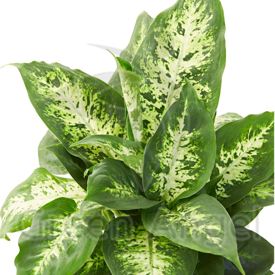 Диффенбахия compacta