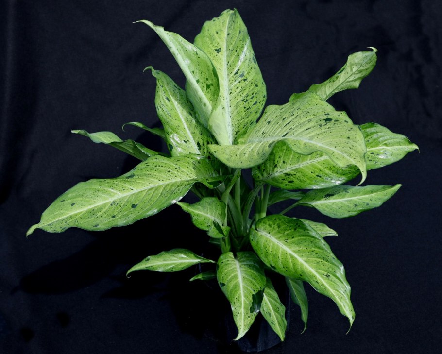 Диффенбахия зеленая