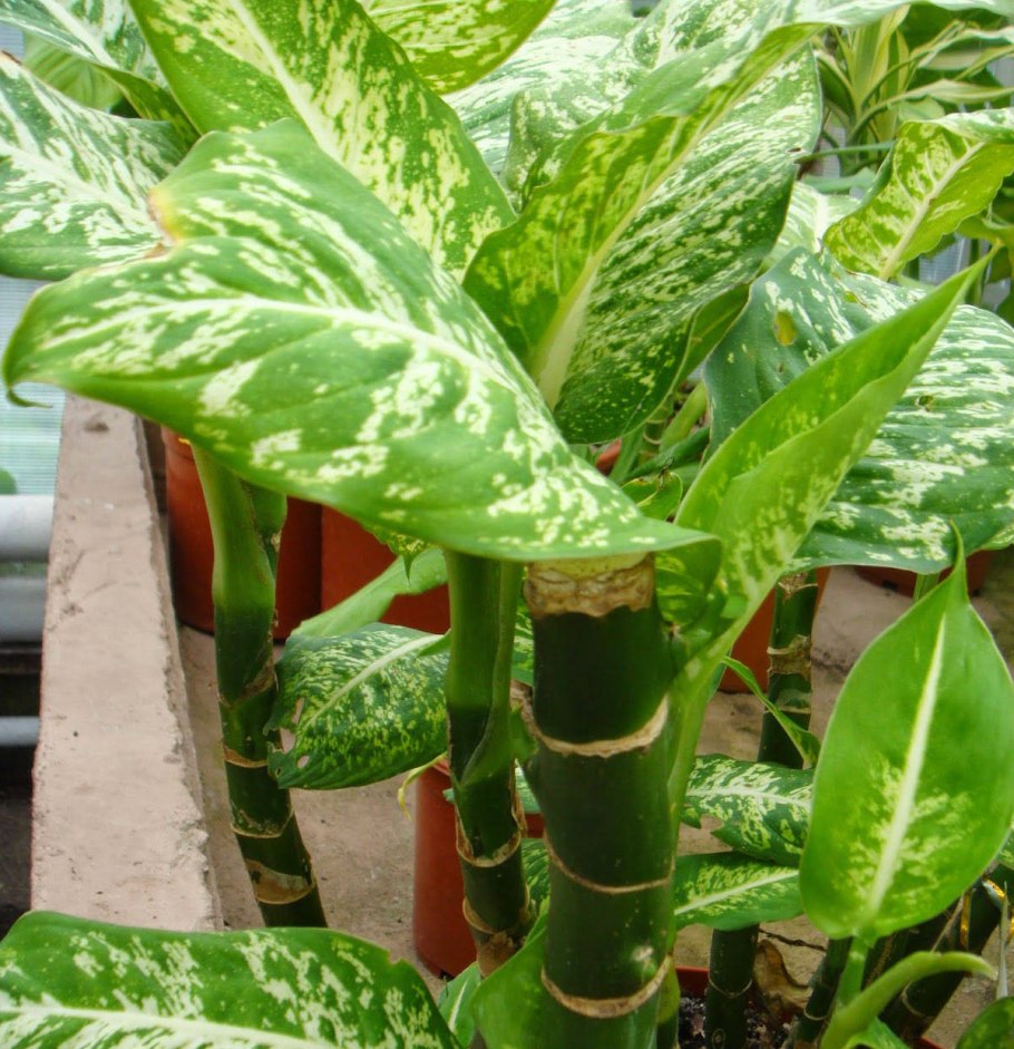 Диффенбахия пятнистая цветет