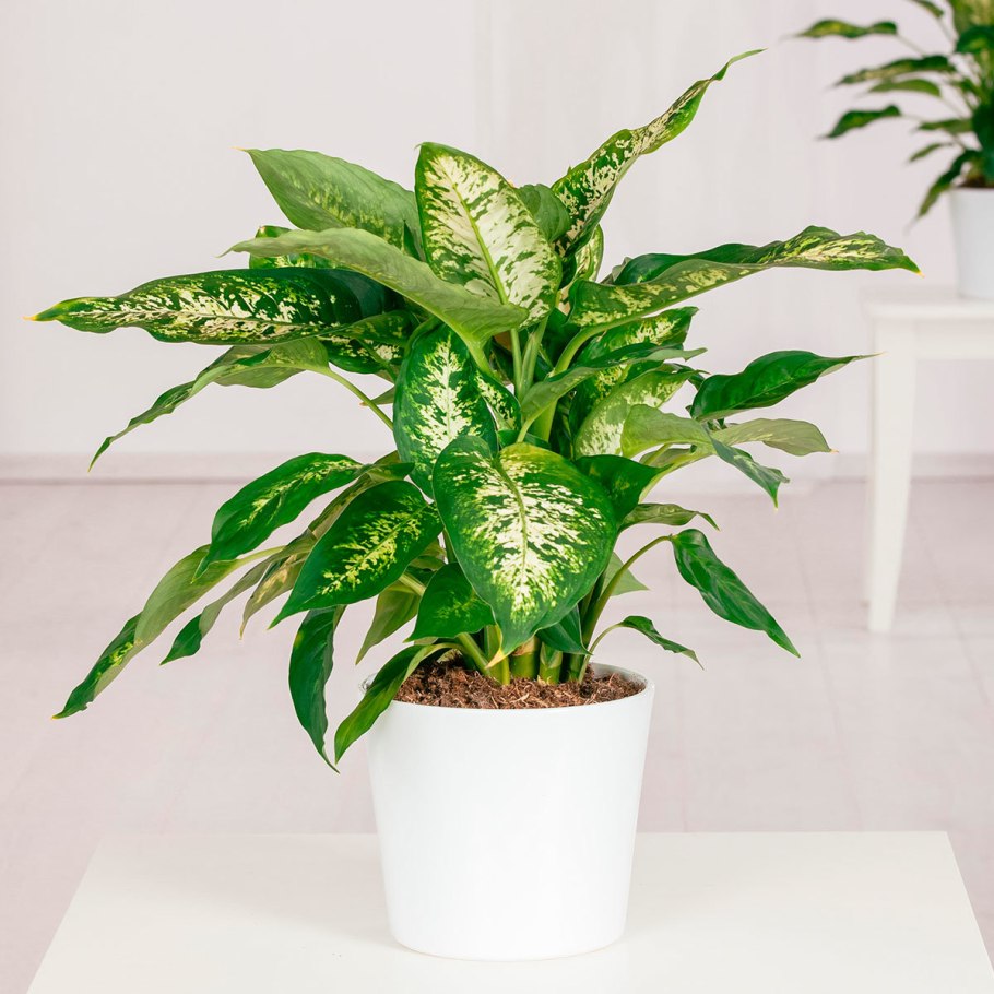 Фикус Диффенбахия