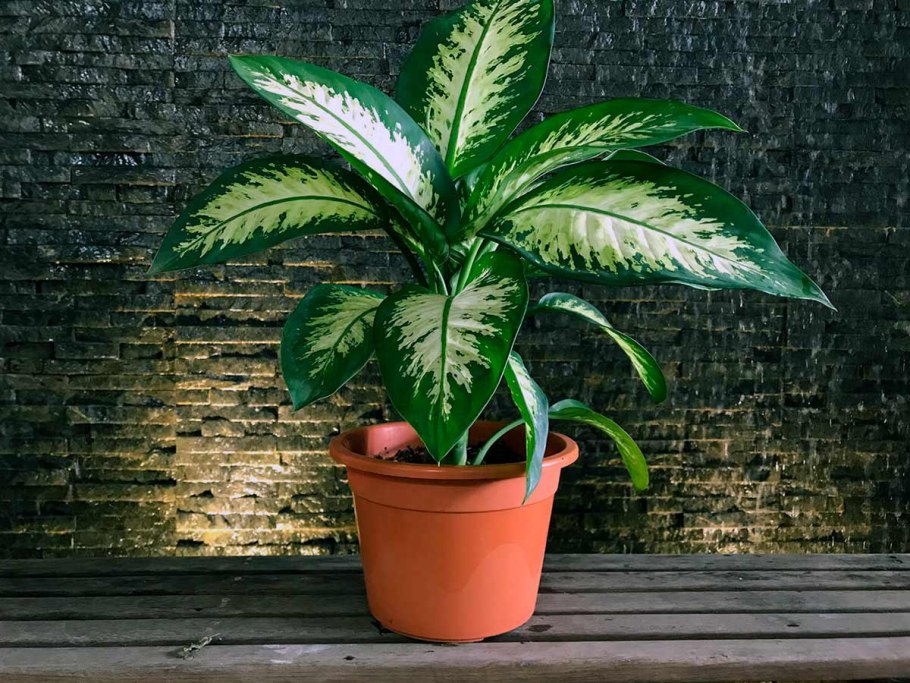 Диффенбахия сублим