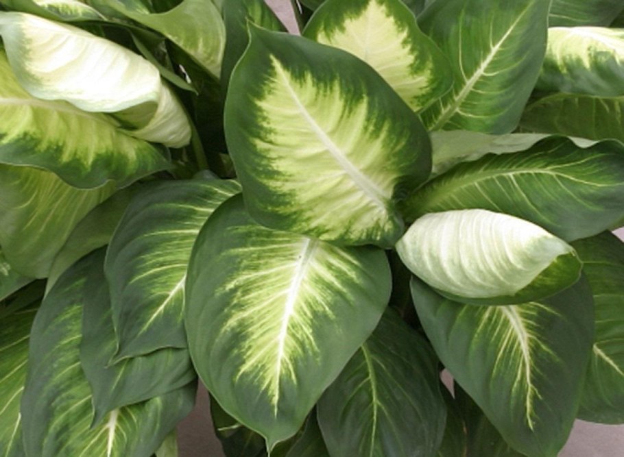 Диффенбахия Вайт Флейм