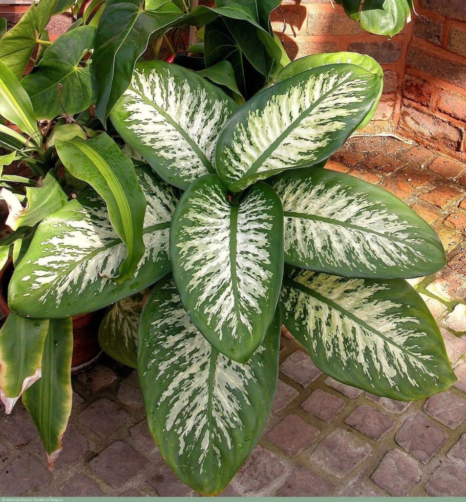 Диффенбахия крупнолистная