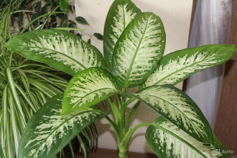 Диффенбахия Сегуина