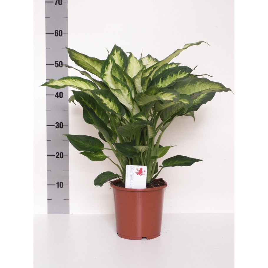 Диффенбахия Камилла