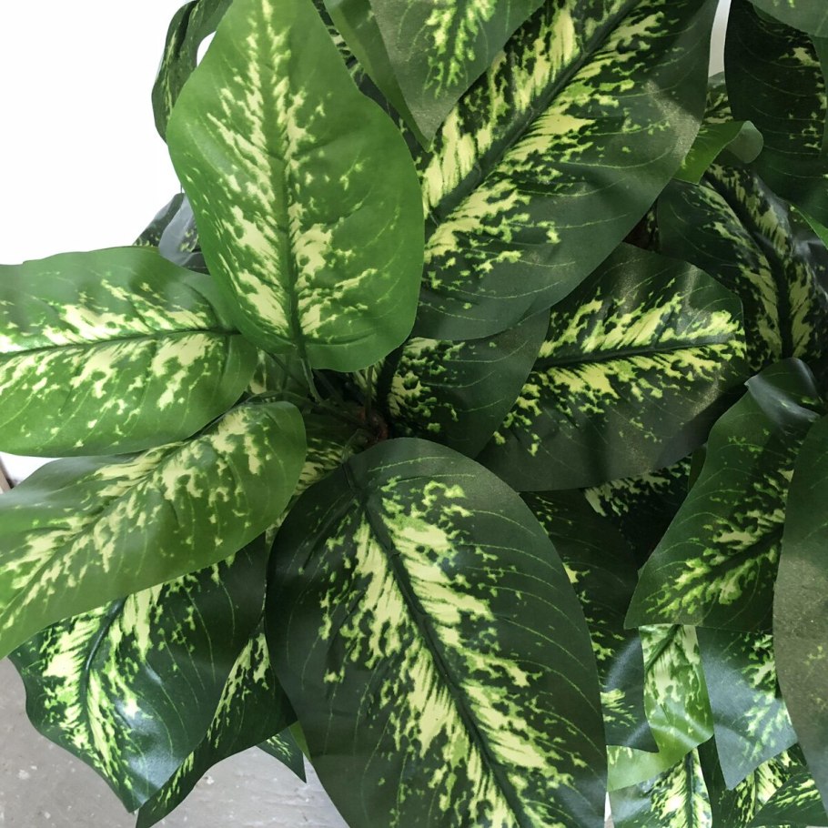 Диффенбахия пятнистая Камилла