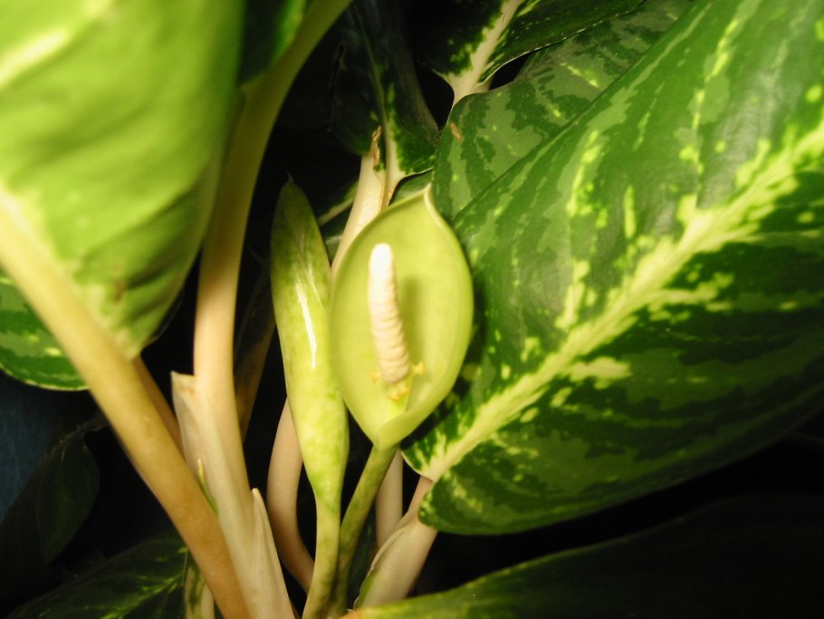 Цветет ли Диффенбахия