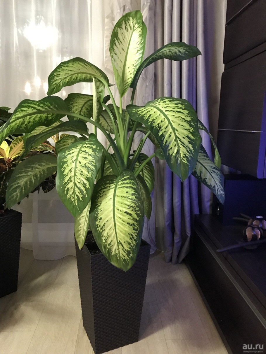 Диффенбахия Сноу