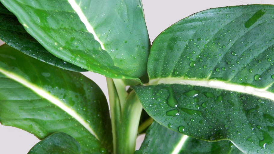 Диффенбахия зеленая