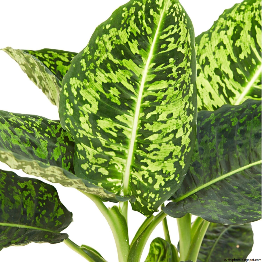Dieffenbachia рефлектор