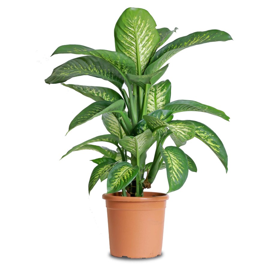 Диффенбахия Пальма