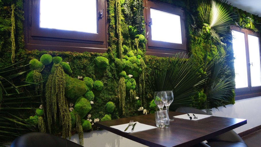 Фитостена стабилизированные растения