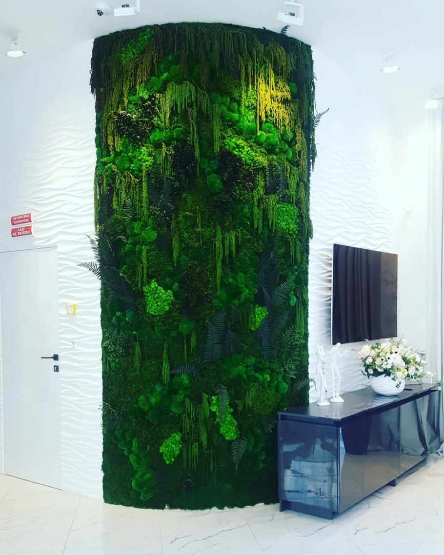 Фитостена Леруа Мерлен