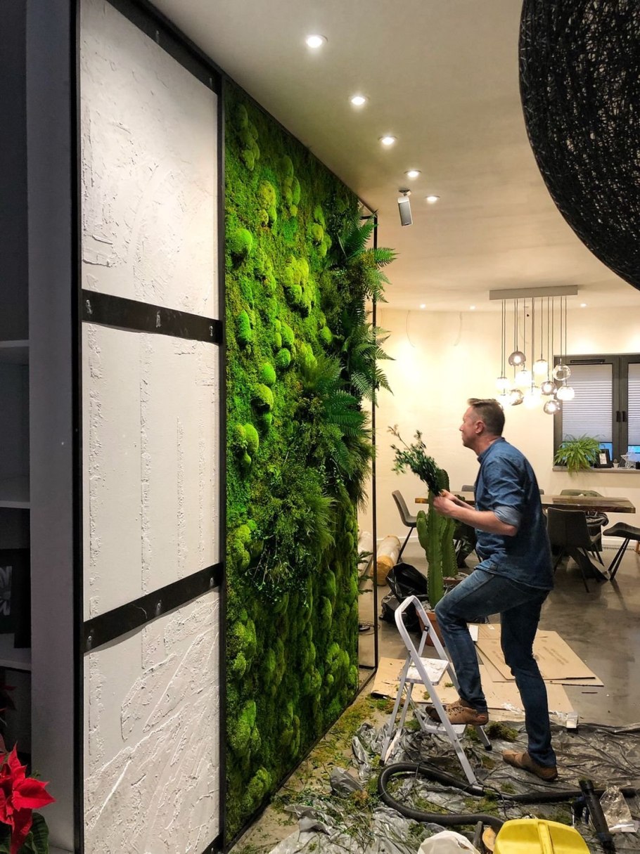 Фитостена мох