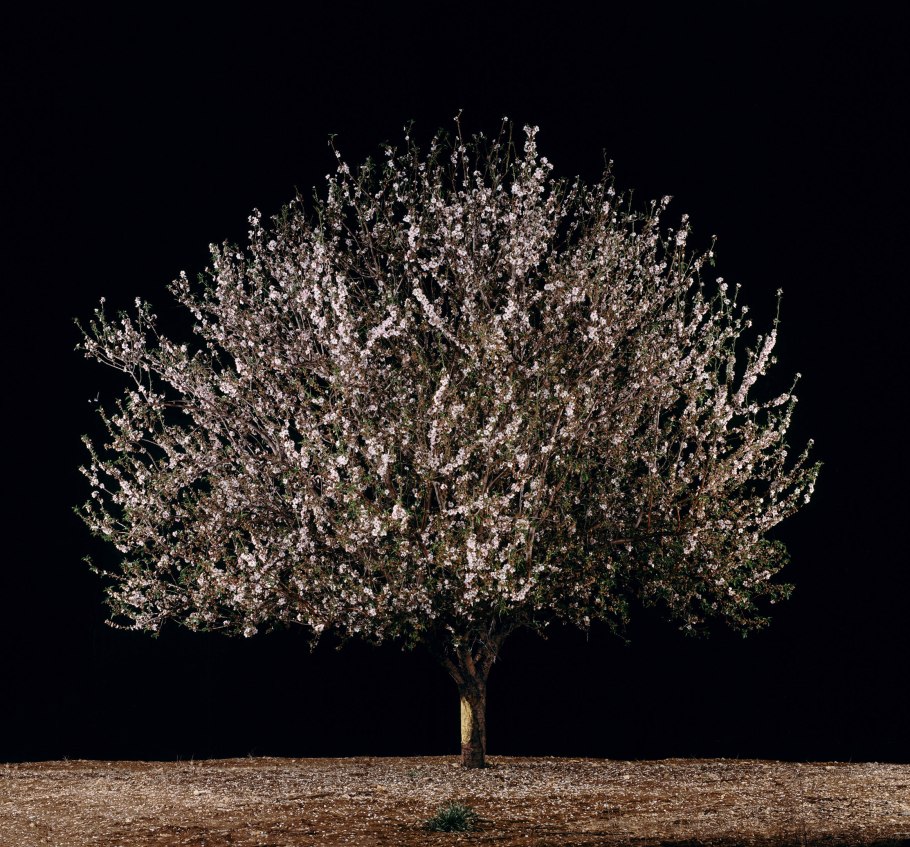 Ива древовидная