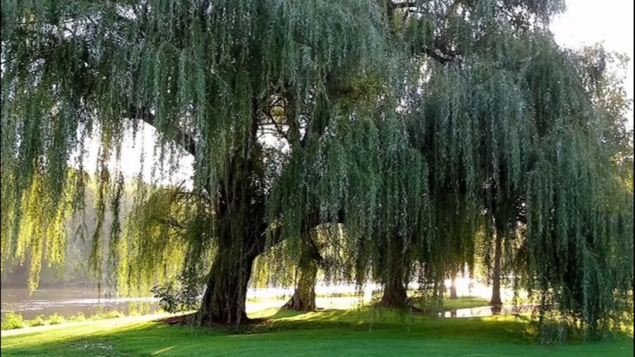 Ива остролистная плакучая
