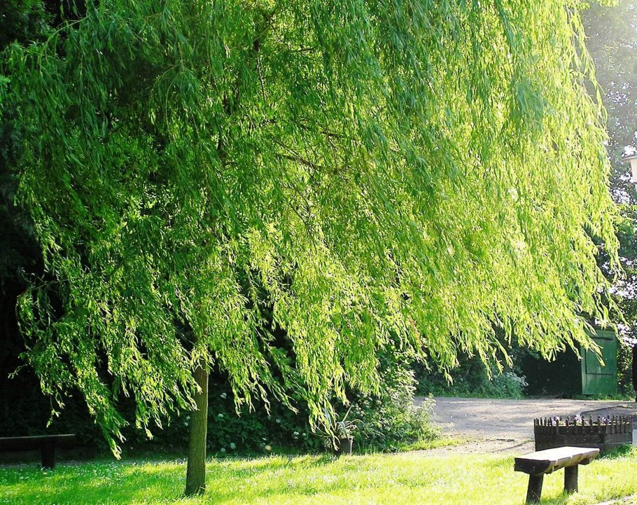 Ива белая (ветла) Salix Alba