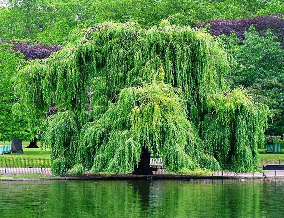 Weeping willow tree