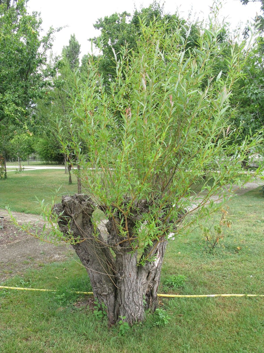 Salix viminalis